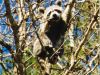 Hobbes in tree - click for full size picture